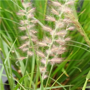 Pennisetum Orientale 'Dance With Me'